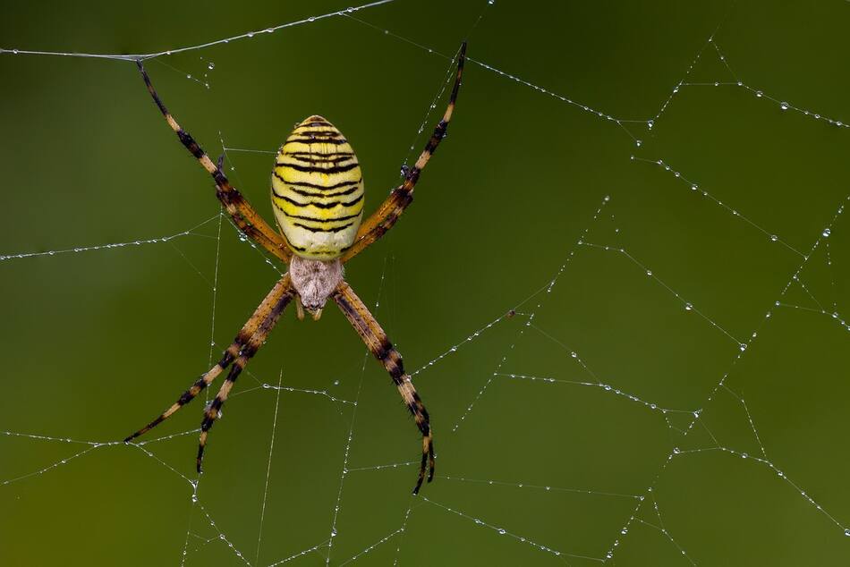Araña tigre. Foto Pixabay.