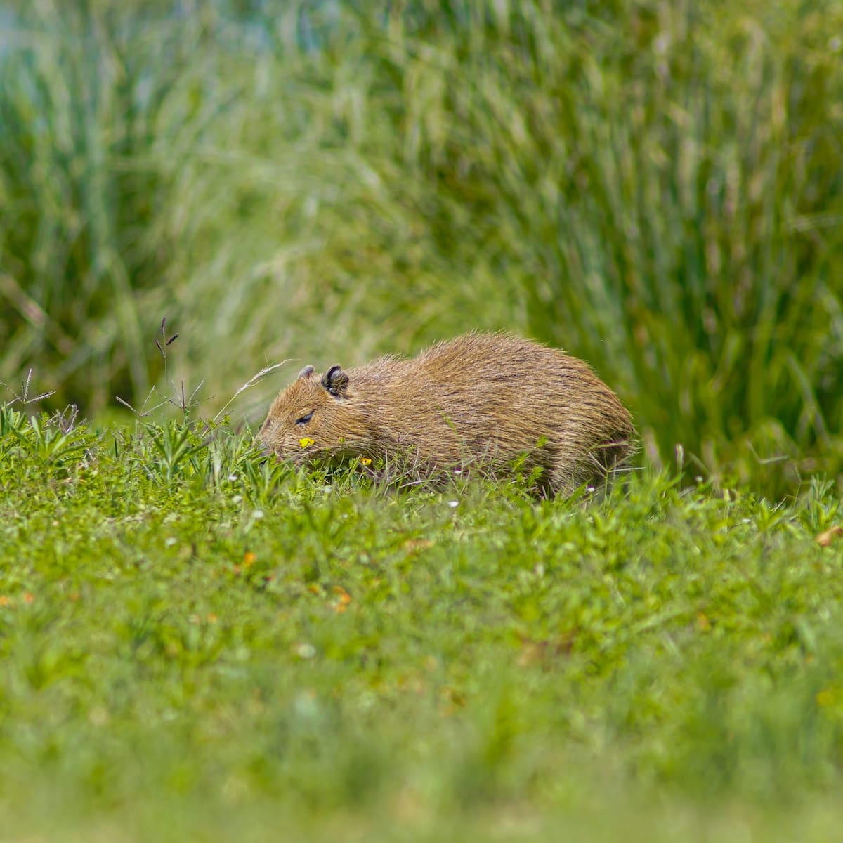 Carpinchos; Nordelta; fauna.