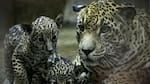 "Iniciativa Jaguar": gobiernos de Latinoamérica se unieron para salvar a los yaguaretés en peligro de extinción