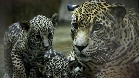 Nacimiento de jaguares en Nicaragua. Foto: EFE