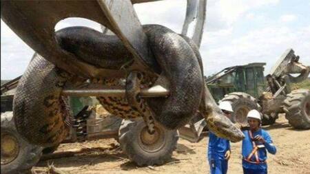 Capturan anaconda gigante