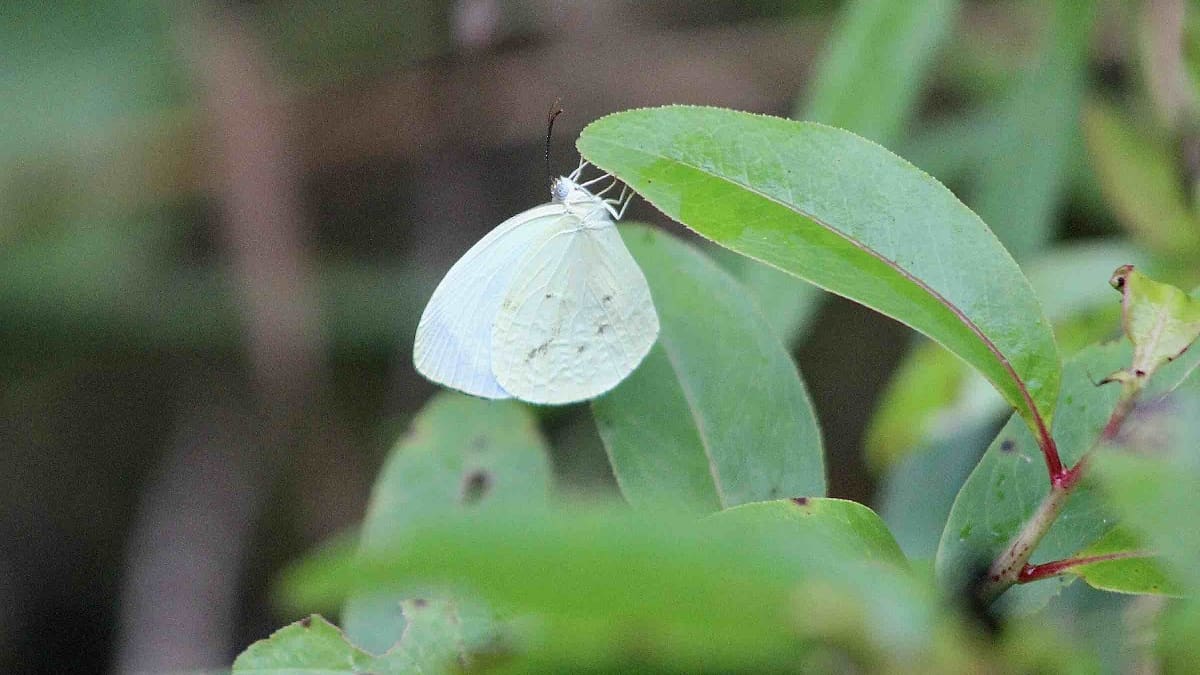 De Surinam a Buenos Aires: la historia de la mariposa “blanquita” que fascina en la Costanera Sur