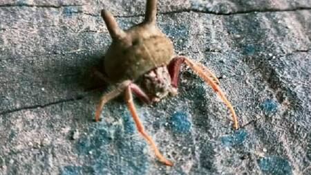 Alarma en Entre Ríos por el hallazgo de una peligrosa araña "cabeza de gato"