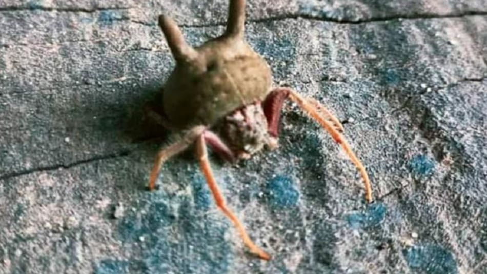 Alarma en Entre Ríos por el hallazgo de una peligrosa araña "cabeza de gato"