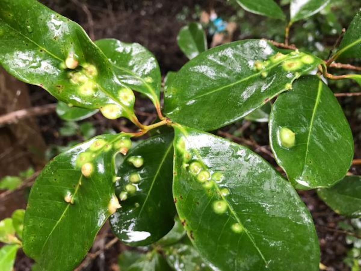 Guayabo de fresa; Hawái; plaga.
