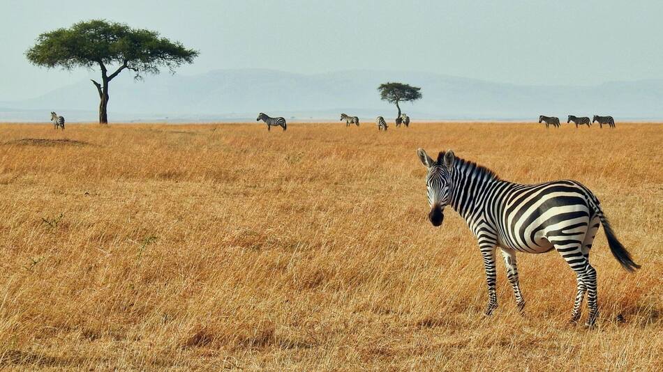Cuál es el animal más temible. Foto Unsplash.