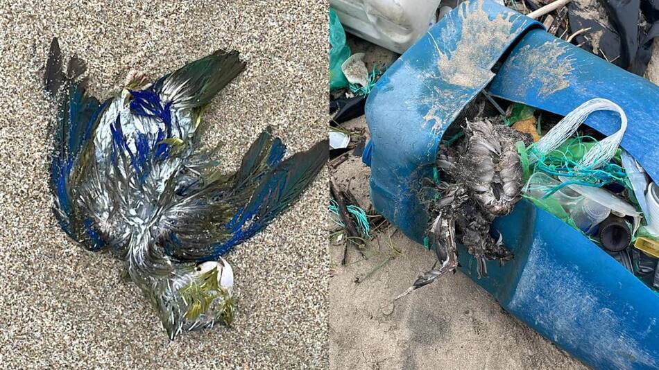 Aves muertas en Ecuador. Foto: Facebook Milena Aidee.