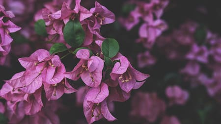 Flores de la planta Santa Rita. Foto: Pexels.