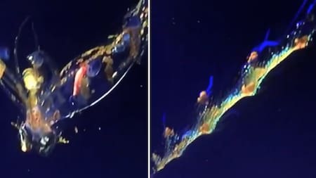 El calamar "de otro planeta". Foto: X @SchmidtOcean