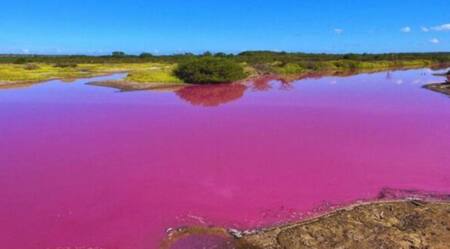 Agua rosa en Hawái. Foto Twitter @FeansiscoQ.
