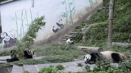 Osos pandas gigantes. Foto: EFE.