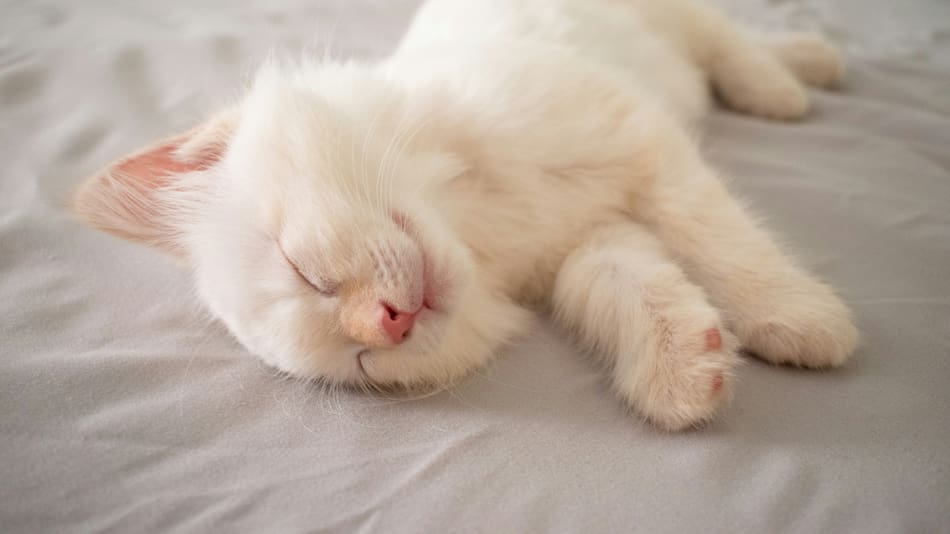 Gato blanco. Foto: Unsplash.