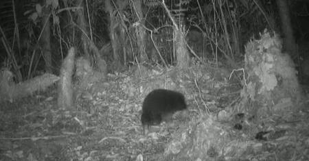 Esta especie fue encontrada en Indonesia. Foto: Twitter.