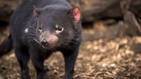 Demonio de Tasmania. Foto: EFE.