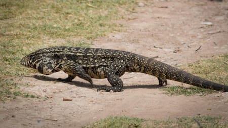 Lagarto Overo, Foto: Ricardo Scarone