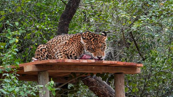 Increíble hallazgo: una cámara captó a un nuevo yaguareté en Formosa
