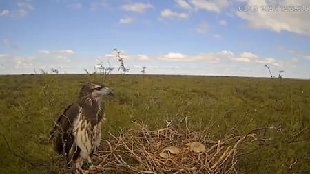Emocionante: así fue el primer vuelo de Yupanqui, el pichón de águila que conmovió a todos en La Pampa