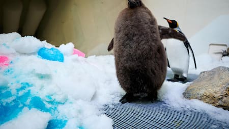 Pesto, el gigante pingüino de 21 kilos que asombra al mundo. Foto: EFE.
