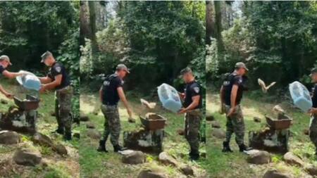 Liberación de tres lechuzas en Misiones. Foto: Captura de pantalla