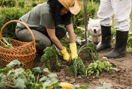 Huerta, verduras. Foto Freepik.