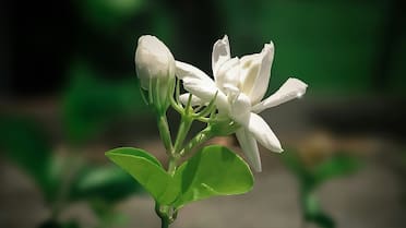 Sencillo y natural: cuál es el abono exacto que necesita el jazmín para florecer y mantenerse fuerte durante todo el verano