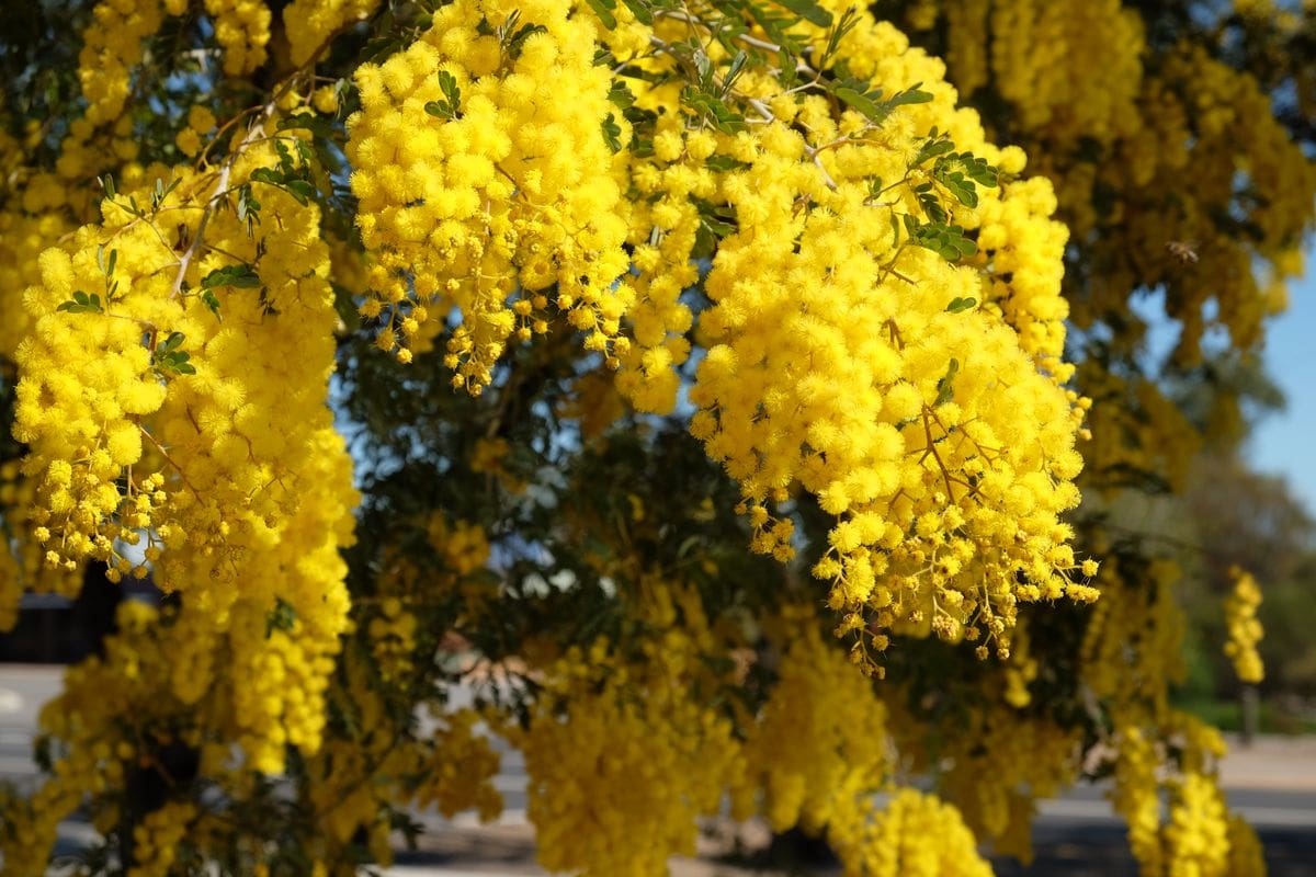 La clave para mantener las acacias saludables es adaptar los cuidados a la especie y al clima,