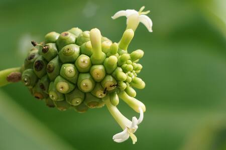 Noni, la fruta perfecta para espantar a las ratas.
