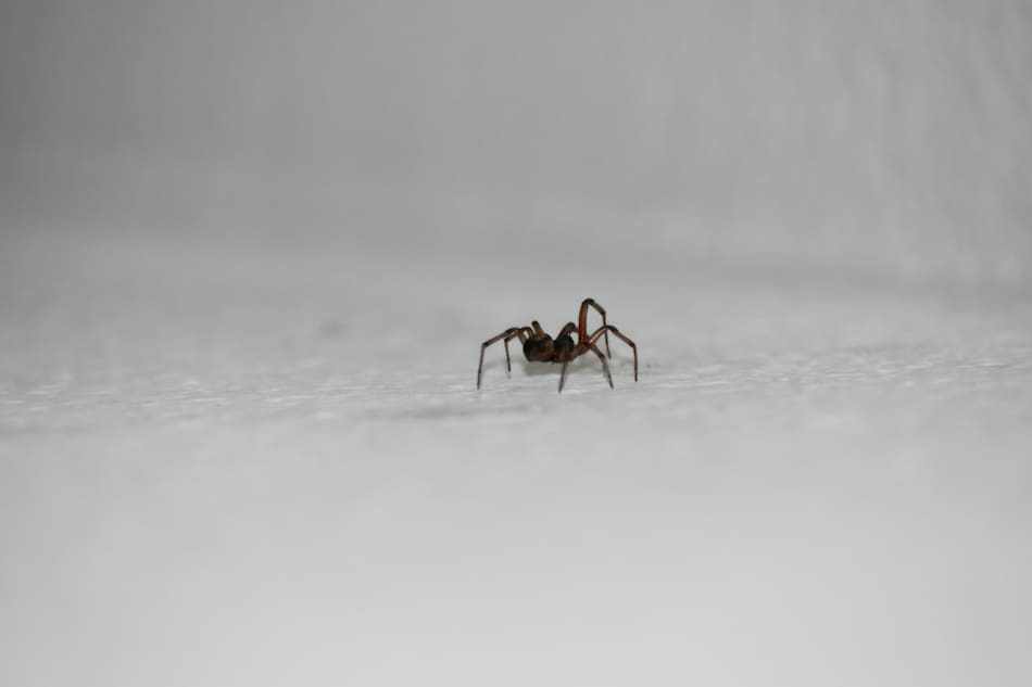 Araña. Foto: Unsplash