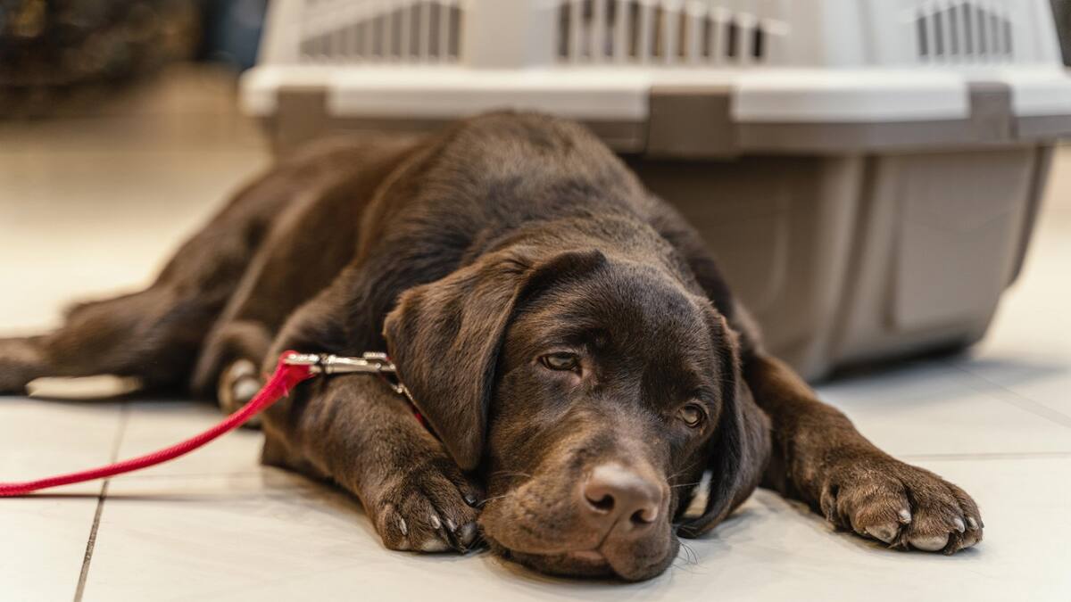 Perro; mascota. Foto: Unsplash.