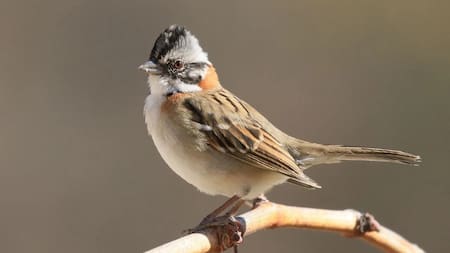 Chingolo, ave. Foto: Noticias Ambientales