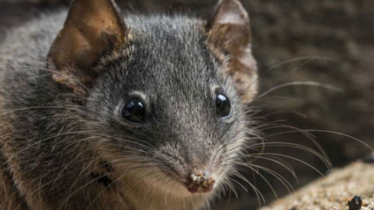 Los marsupiales se caracterizan por tener una bolsa para llevar a las crías dentro. Foto: Queensland University