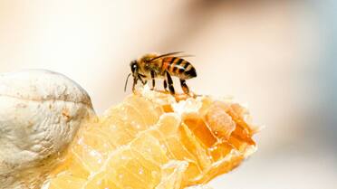 La ciencia responde: la razón por la que las abejas mueren tras picarnos, pero las avispas no