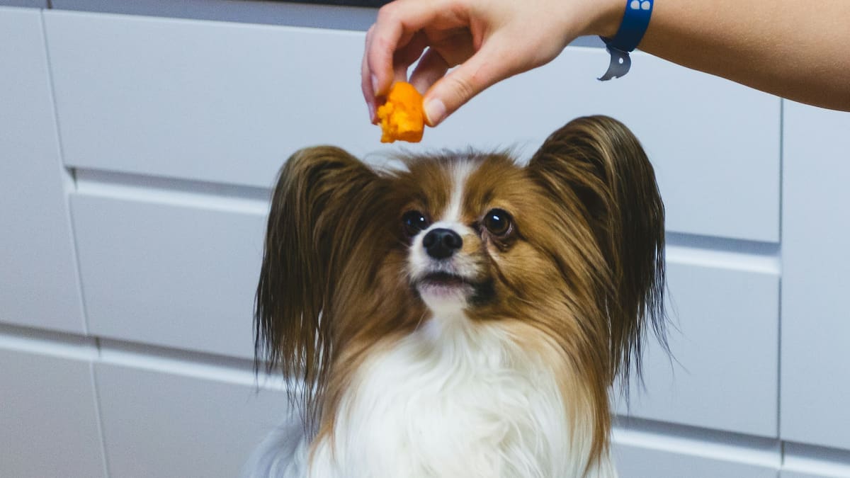 ¿Por qué recomiendan darle batata a los perros?