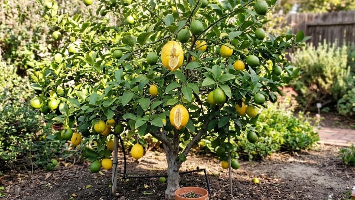 Cómo reconocer si los limones están por rajarse: las señales que hay que mirar en el árbol