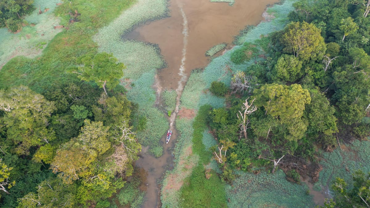 Un secreto enterrado desde hace siglos: cayó un árbol en el Amazonas y lo que apareció debajo desconcertó a los arqueólogos