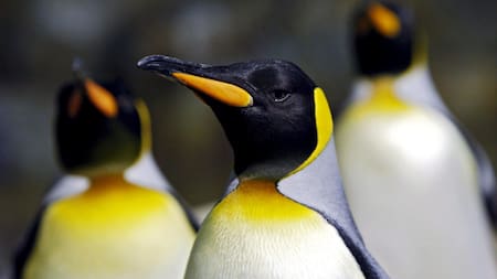 Pingüinos emperador. Foto: EFE