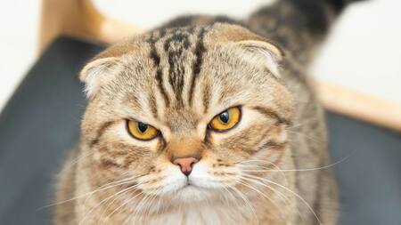 ¿Cuáles son los olores que los gatos no soportan?. Foto Unsplash.