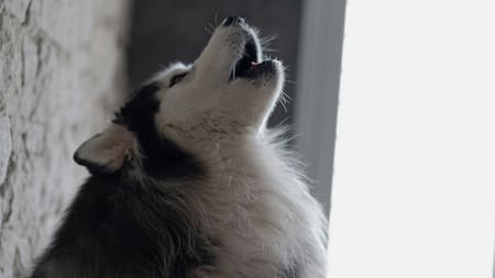 Comportamiento perruno: revelan la explicación científica ancestral al aullido de los perros cuando escuchan música