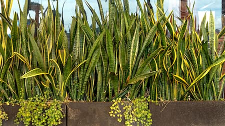 Trucos de jardín: el abono secreto que hará que tu lengua de suegra florezca en pocas semanas