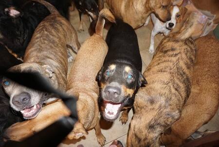 Huracán Dorian: una mujer refugió en su casa a 97 perros