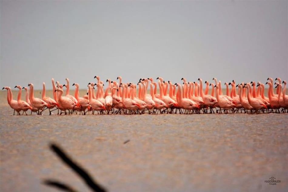 Flamencos, laguna Mar Chiquita, Córdoba. Foto X.