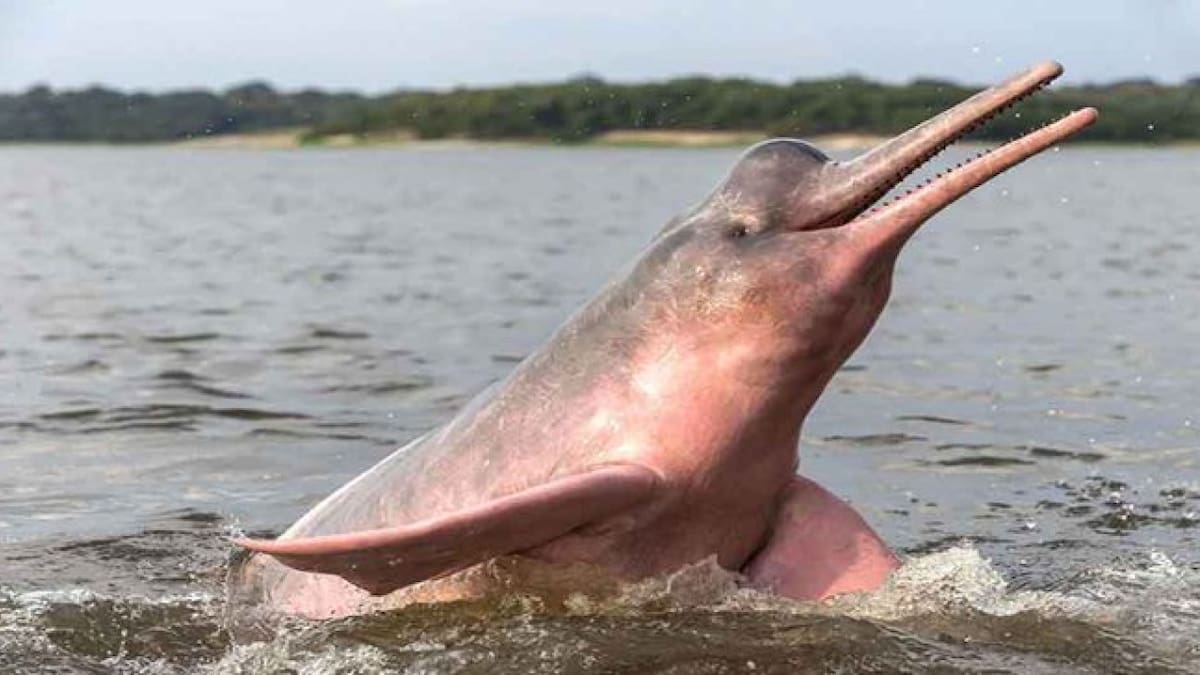 Delfín rosado. Foto Twitter @aizquierdo777.