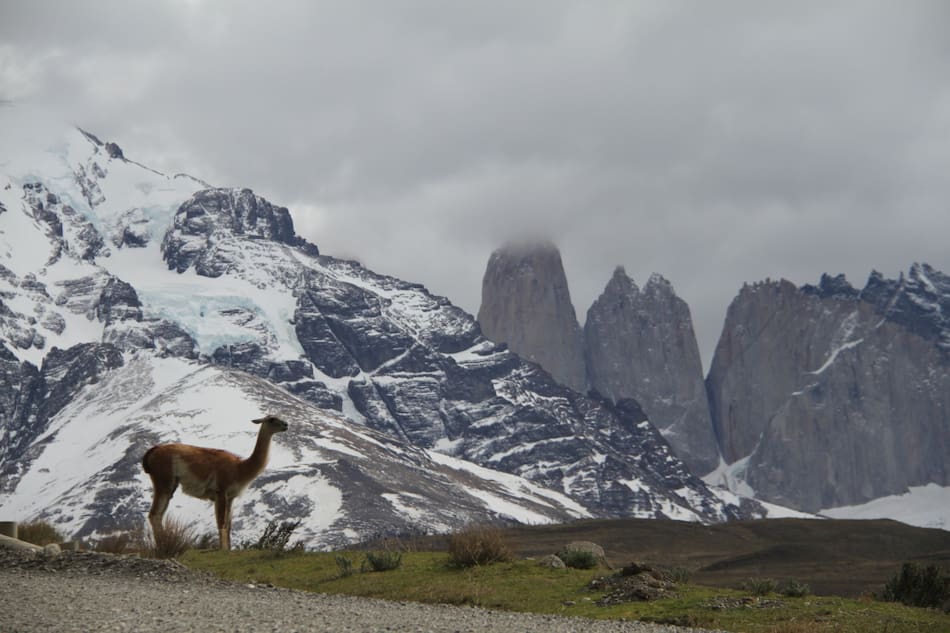 Guanaco. Foto Unsplash.