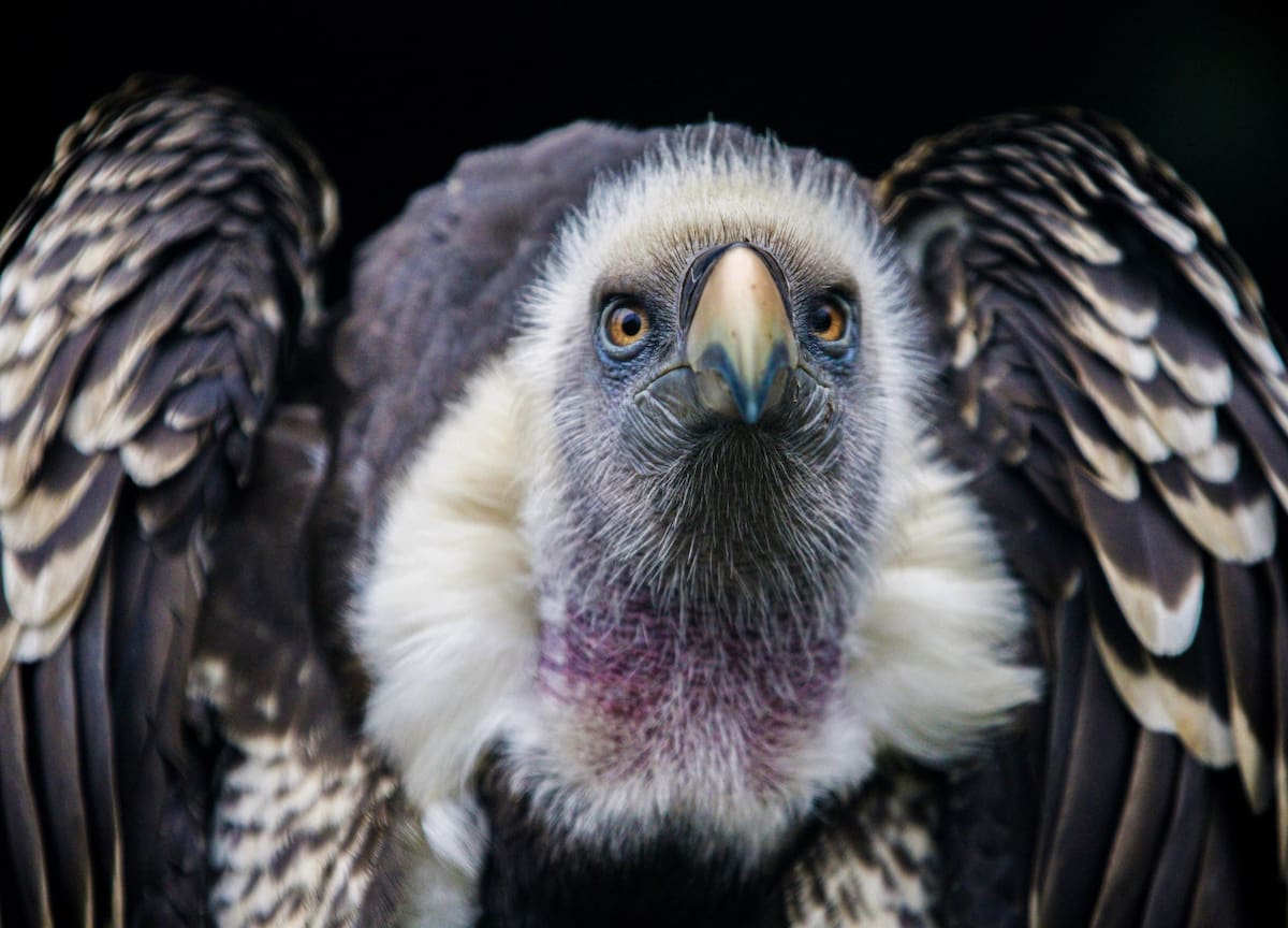 Águila harpía. Foto: Freepik.