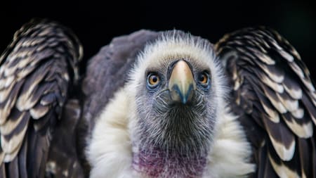 Águila harpía. Foto: Freepik.