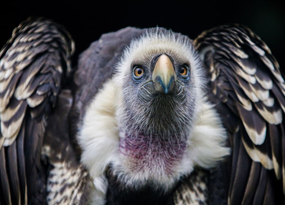 Águila harpía. Foto: Freepik.