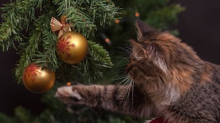 Los gatos y los árboles de navidad. Foto: Pexels.