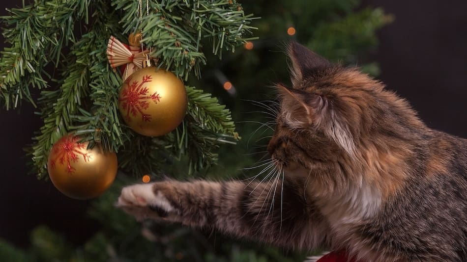 Los gatos y los árboles de navidad. Foto: Pexels.