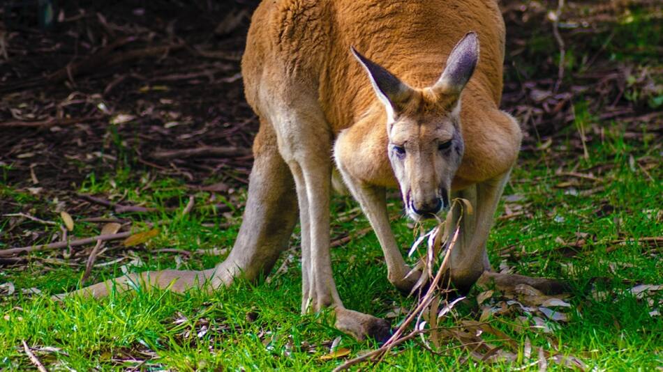 Según los expertos, a medida que aumenta el tamaño del cuerpo, se presenta un alargamiento de sus caras. Foto: Unsplash.