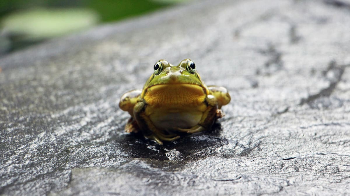 Rana. Foto: Unsplash